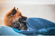Non-stop Ly Sovepose til Hund - Blå  (44-1821)