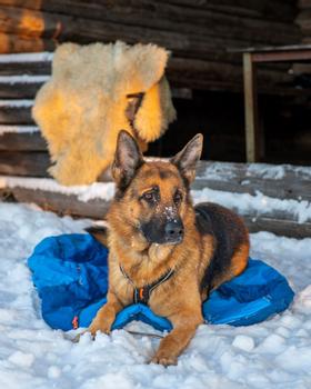 Non-stop Ly Sovepose til Hund - Blå  (44-1820-1500055598)