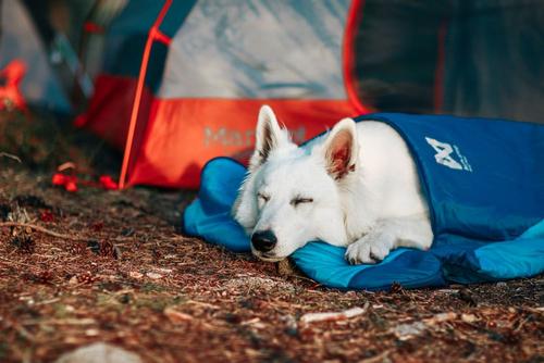 Non-stop Ly Sovepose til Hund - Blå  (44-1820-1500055598)