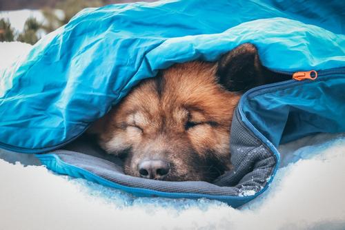 Non-stop Ly Sovepose til Hund - Blå  (44-1820-1500055598)