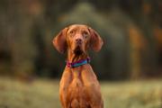 Non-stop Trail Quest Collar - Rød/Blå (44-1021-1500014849)