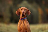 Non-stop Trail Quest Collar - Rød/Blå (44-1023)