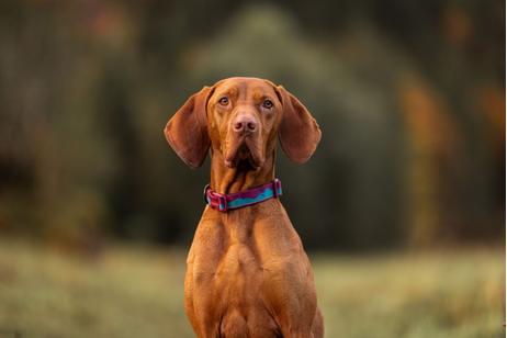 Non-stop Trail Quest Collar - Rød/Blå (44-1023)