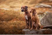 Non-stop Trail Quest Collar - Rød/Blå (44-1021-1500014849)