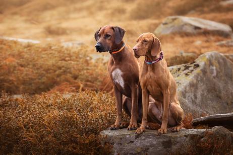 Non-stop Trail Quest Collar - Orange/ Svart (44-1024-1500014850)