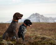 Non-stop Trail Quest Collar - Orange/ Svart (44-1024-1500014850)