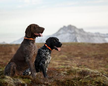 Non-stop Trail Quest Collar - Orange/ Svart (44-1024-1500014850)