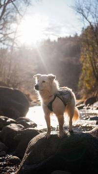 Non-stop Trail Light Backpack - Grå  (44-2783-1500014109)