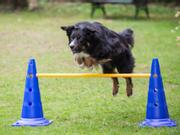 Agility Pakke med 5 Hinder (1500105016S9347)