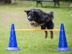  Agility Pakke med 3 Hinder