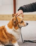 Non-stop Retriever Kobbel - Svart (44-3362-1500069592)