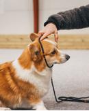 Non-stop Retriever Kobbel - Svart (44-3363)