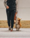 Non-stop Retriever Kobbel - Svart (44-3363)