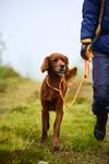 Non-stop Retriever Kobbel - Orange (44-3332-1500069593)