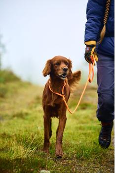 Non-stop Retriever Kobbel - Orange (44-3332-1500069593)