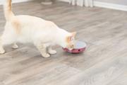 Cat Activity Rocking Maze Aktiviseringsleke til Katt - 18cm (126-45933)
