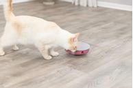 Cat Activity Rocking Maze Aktiviseringsleke til Katt - 18cm (126-45933)