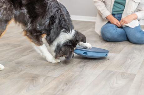 Dog Activity Rocking Maze Aktiviseringsleke til Hund - 28cm (126-32057)