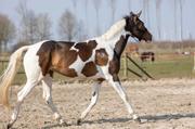 Holland Animal Care Excellent Glitterspray - Turkis (128-HIGL5055)