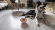Holland Animal Care Eat Slow Live Longer Wobble Skål - Rosa (128-EATS064I)