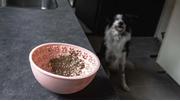 Holland Animal Care Eat Slow Live Longer Wobble Skål - Rosa (128-EATS064I)