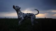 Tractive GPS Dog 6 til Hund - Brun (TRDOG6BR)