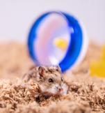 ÜBER Papirstrø - 170L (59-45033)