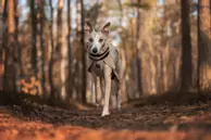 Non-stop Wool Dog Jacket, Sand (44-3267)