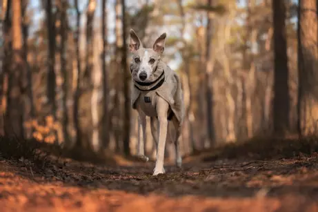 Non-stop Wool Dog Jacket, Sand (44-3267)