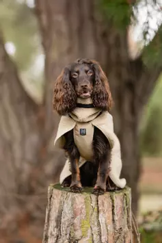 Non-stop Wool Dog Jacket, Sand (44-3267)