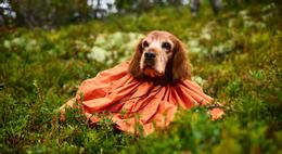  Non-stop Protector bivvy bag