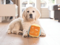 Valpeleke,  Terning med kommandoer - 11cm (51-619884)