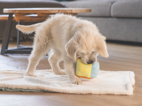 Valpeleke,  Terning med kommandoer - 11cm (51-619884)