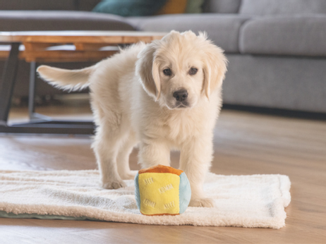 Valpeleke,  Terning med kommandoer - 11cm (51-619884)