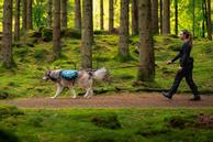 Trail Quest Kløv til hund - dark teal (44-29747)