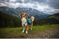 Trail Quest Kløv til hund - dark teal (44-29747)