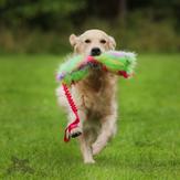 Doggie-Zen Knitrende Bungee Hundeleke,  Vårfarger -L (33-7872V)