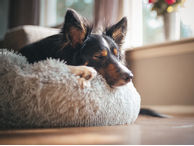 Yali Donutseng Grå (51-716057)