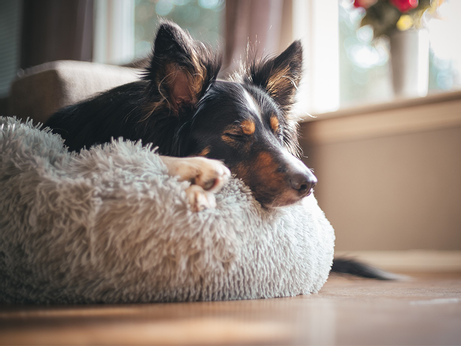 Yali Donutseng Grå (51-716057)