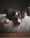 Yali Donutseng Grå (51-716057)