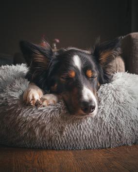 Yali Donutseng Grå (51-716057)