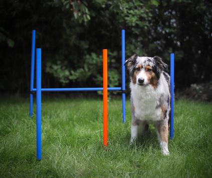 Agility sett med hinder og slalom (56-A6-X)