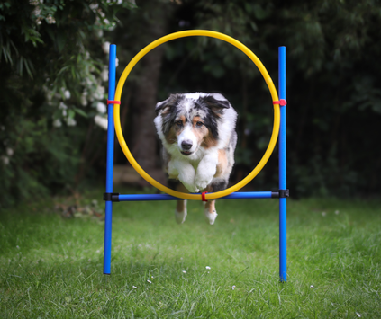 Agility sett med hinder og slalom (56-A6-X)