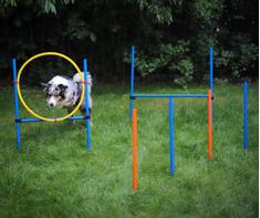  Agility sett med hinder og slalom