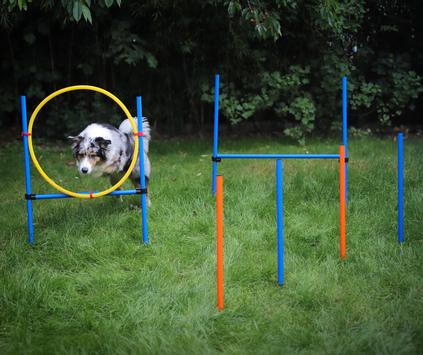  Agility sett med hinder og slalom