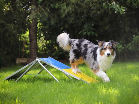  Agility Vippe og Møne