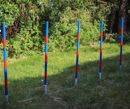 Agility Profi Slalom justerbar PRO- serie (56-AP2-X)
