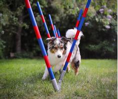  Agility Profi Slalom justerbar PRO- serie