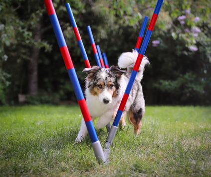  Agility Profi Slalom justerbar PRO- serie