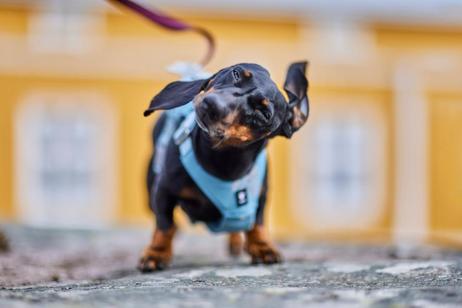 Hurtta Seeker Hundesele Lyseblå (16-H934943)